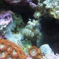Blenny & Zoos