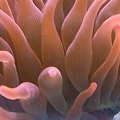 rosebta1