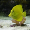 Yellow Tang