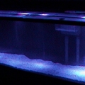 finally got the lights