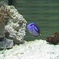 Dori and first corals
