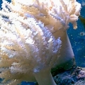 Spagetti_Coral