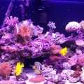 120_gal_reef_1