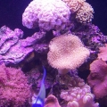 right_side_of_tank