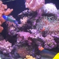 left_side_of_tank