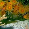 Cup Coral  open at night