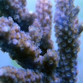 New frag