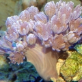 Fast pulse Pink Zenia
