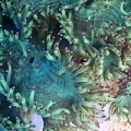 Elegence Coral