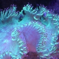 My new Elegence coral