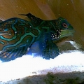 Mandarin2