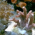 Frags1