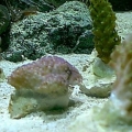 frags2