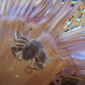 Anemone crab