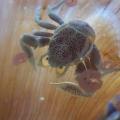 Anemone crab