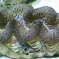 teardropmaxima