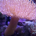 Shrooms anyone
