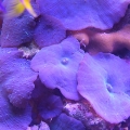 Deep Purple
