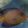 Chevron_Tang_1_
