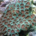 Pineapple coral