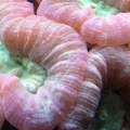 Candy_macro