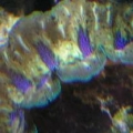 new clam