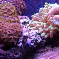 Zoas