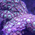 zoas200