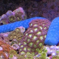 Blue Linkia