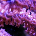 Gorgonia
