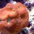 Blastomussa wellsi
