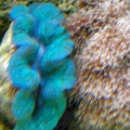 Clam and Star