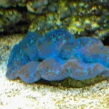 Little Clam