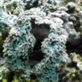 Hammer Coral