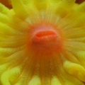 Sun Coral