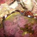 clowns_in_clam_2