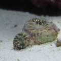 Acan Lord
