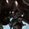 New Mother