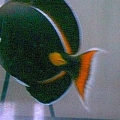 Achilles1