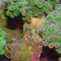 How do I frag these babies?