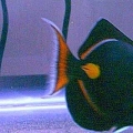 Achilles2