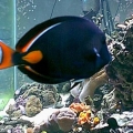 Achilles_Tang