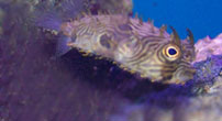 Puffy the burrfish puffer