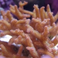 coral5