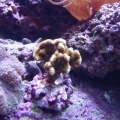 coral6