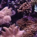 corals
