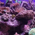 corals2