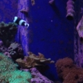 corals3