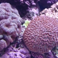 corals4