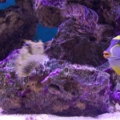 150 gal Reef tank